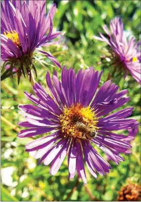  ?? Photo by Randy Moll ?? A bee visits the blossoms of the aster (possibly the New England aster) growing in beds at the Illinois River Watershed Partnershi­p facility in Cave Springs.