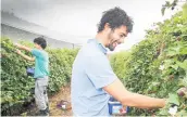  ?? Picture / NZME ?? Some migrants on student visas go straight to work in the orchards, says Tuariki Delamere.