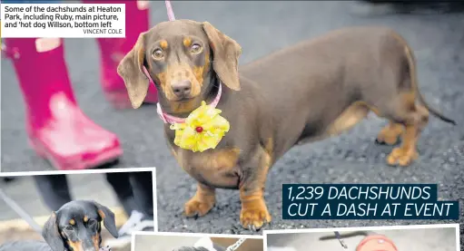  ?? VINCENT COLE ?? Some of the dachshunds at Heaton Park, including Ruby, main picture, and ‘hot dog Willson, bottom left