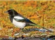  ?? Foto: Andreas Hartl, lbv ?? Die Elster hat ein schwarz-weißes Gefieder.