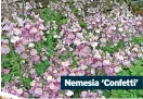  ?? ?? Nemesia ‘Confetti’