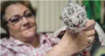  ?? — AFP photo ?? Arguello takes care of a newborn female white tiger named Nieve at the National Zoo in Masaya, Nicaragua.