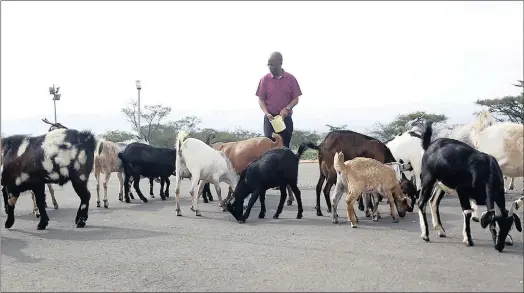  ??  ?? Former Kwazulu-natal premier and cabinet minister S’bu Ndebele feeding his goats on his farm near Pietermari­tzburg. Right: Ndebele says he is ready to retire and spend time with his family. Ndebele opens up about life after politics but declines to...