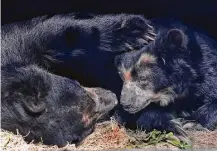  ??  ?? A female Andean bear named Maria, right, has benefited from research done on frozen samples that helped diagnose the bear’s allergies at the St. Louis Zoo.
