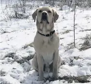  ??  ?? Happy Reformer reporter Emylie Howie’s dog Ollie was loving the weather