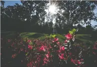  ?? LUCY NICHOLSON / REUTERS FILES ?? Azalea flowers bloom at Augusta National last April during its regular schedule, upset now by COVID-19.