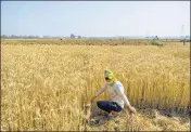  ?? BLOOMBERG ?? The monsoon season, which begins on June 1, is crucial for summer crops.