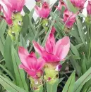  ?? Pictures: Supplied ?? Cyclamen like moist soil and good light. Siamese tulips like a boost of liquid fertiliser.