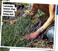  ?? ?? Lavender leaves stop moisture being lost