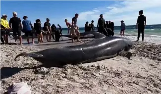  ?? ?? Various of stranded whales and rescuers