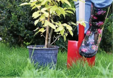  ?? FOTO: INGO GLASE ?? Die Sieger der Aktion „Wir forsten ihren Ort auf“stehen fest. Das große Pflanzen von Bäumen, Blumen, Hecken kann vielerorts beginnen und Thüringen grüner werden.