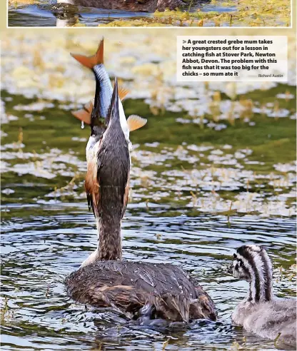  ?? Richard Austin ?? A great crested grebe mum takes her youngsters out for a lesson in catching fish at Stover Park, Newton Abbot, Devon. The problem with this fish was that it was too big for the chicks – so mum ate it