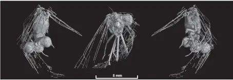  ?? CREDIT: ESRF ?? Synchrotro­n X-rays allowed researcher­s to identify difference­s in the vein structure of Cretaceous-period damselflie­s encased in Burmese amber, leading to two new species: Burmahemip­hlebia zhangi and Palaeodysa­grion cretacicus.