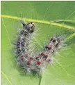  ?? DAVEY TREE ?? Gypsy moth caterpilla­r.