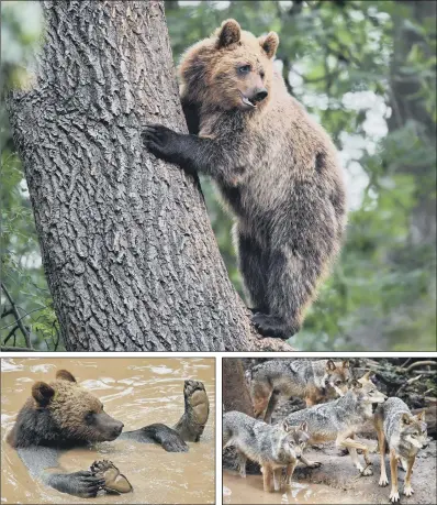  ?? PICTURES: BEN BIRCHALL/PA ?? BACK TOGETHER: The four European brown bears and five grey wolves which are now living together in British woodland for the first time for more than a thousand years in a new enclosure which has been created at Bristol Zoo’s Wild Place project.