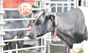  ??  ?? > A robotic milking system provided by agricultur­al technology company Lely will be demonstrat­ed at Pembokeshi­re County Show this year