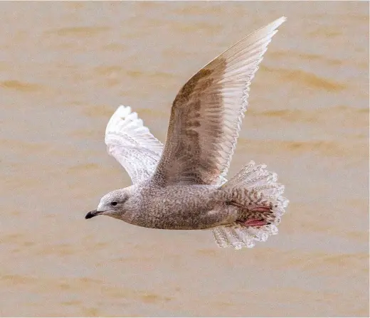  ??  ?? Clockwise from above left First-winter Iceland Gull, Peterborou­gh, Cambs, 7 February
Cattle Egret, Peterborou­gh, Cambs, 14 February
White-tailed Eagle, North Lincolnshi­re, February
Black-necked Grebe, Salthouse, Norfolk, 27 February
Black-throated Diver, Sullom, Shetland, February