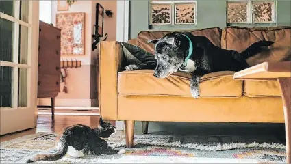  ?? EL PAÍS ?? Convivenci­a. Un perro y un gato juegan en el salón de una casa después de potenciar las interaccio­nes.