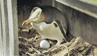  ?? PHOTO: PENGUIN RESCUE ?? Early start . . . The yelloweyed penguin breeding season has begun on Moeraki earlier than it has in at least 16 years.