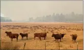  ?? AP PHOTO BY MANDY TAYLOR ?? Smoke from a prescribed burn looms over cattle belonging to the Holliday family on Oct. 13, 2022, near the town of John Day, Ore.