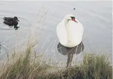  ??  ?? Police are investigat­ing reports of teens attacking swans with a catapult.