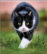  ?? ?? Domestic cats: responsibl­e for 34 kills a year