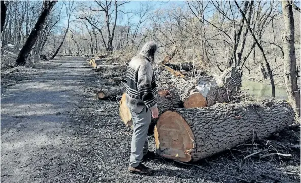  ?? DANIEL NARDONE/SPECIAL TO THE STANDARD ?? John Bacher checks out tree trunks in Centennial Park in St. Catharines.