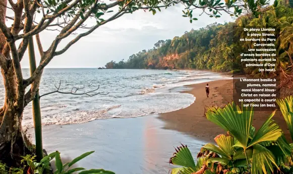  ??  ?? De playa Llorona à playa Sirena, en bordure du Parc Corcovado, une succession d’anses bordées de palmiers ourlent la péninsule d’Osa (en haut). L’étonnant basilic à plumes, nommé aussi lézard JésusChris­t en raison de sa capacité à courir sur l’eau (en...