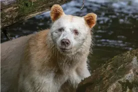  ??  ?? A spirit bear in British Columbia. A recent study revealed that the white bear is rarer and more vulnerable than previously thought. Photograph: Jack Plant