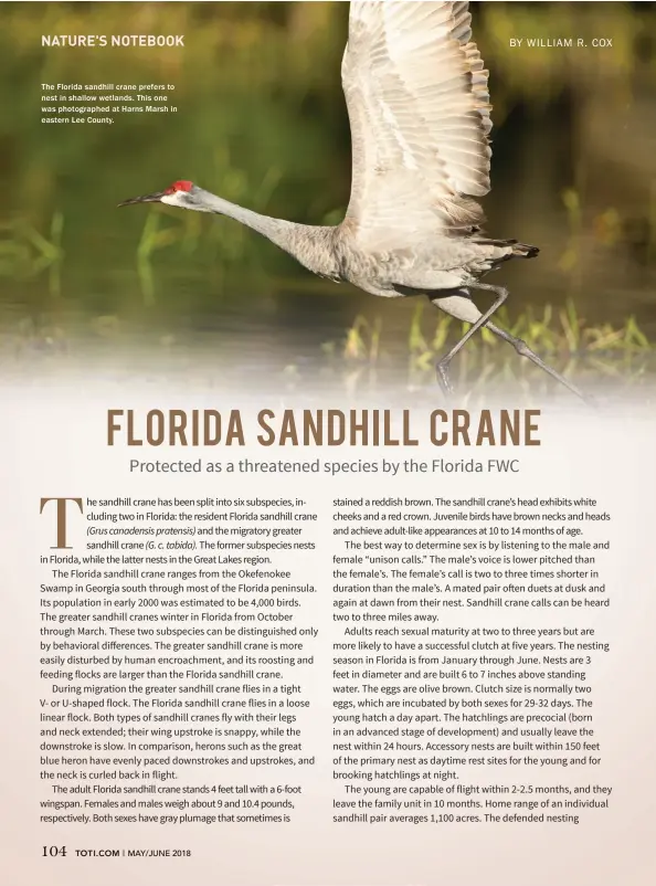  ??  ?? The Florida sandhill crane prefers to nest in shallow wetlands. This one was photograph­ed at Harns Marsh in eastern Lee County.