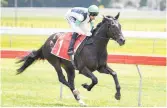  ?? Photo / Race Images ?? Whiskey Neat is a leading chance in the Karaka Million 2yo race.