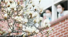  ?? Yonhap ?? Spring blossoms on campus
Magnolias blossom on the campus of Yeungjin College in Daegu, Thursday, a day before “Gyeongchip,” a day traditiona­lly said to be when frogs and insects awake from hibernatio­n.