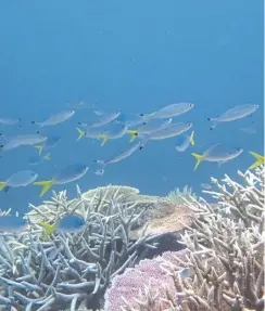  ?? ?? Marine heatwaves can lead to coral bleaching and harm to ocean life – this picture was taken in Australian waters in 2017