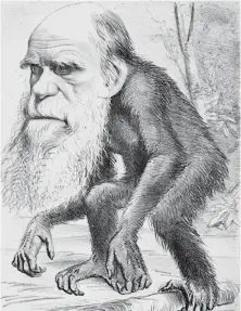  ?? / Cortesía ?? “Un venerable orangután” es una caricatura sátira publicada en 1871, que como muchas otras se mofaban del biólogo Charles Darwin y sus aportes. Esto difundía la idea errónea que “el hombre viene del mono”.