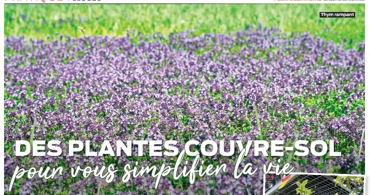 DES PLANTES vous COUVRE-SOL pour simplifier la vie - PressReader