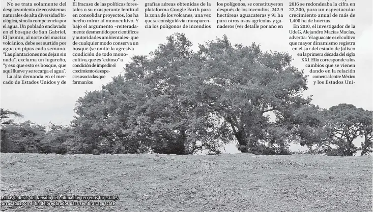  ??  ?? En las laderas del Nevado del Colima hay terrenos forestales arrasados con el fin de preparados para sembrar aguacate