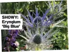  ?? ?? SHOWY: Eryngium ‘Big Blue’
