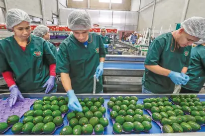  ?? FOTO RÓBINSON SÁENZ ?? En la planta de producción de Westfalia trabajan 100 personas. Demoran día y medio en preparar el contenedor hacia EE. UU., cuando uno para Europa lo alistan en 4 horas.