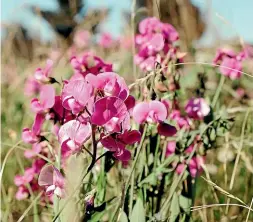  ??  ?? Wild broad-leaved sweet pea is a beautiful plant.
