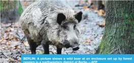  ??  ?? BERLIN: A picture shows a wild boar at an enclosure set up by forest rangers in a northweste­rn district of Berlin.—AFP