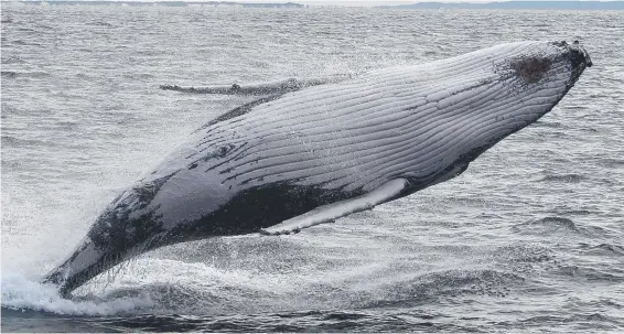  ?? Picture: SEA WORLD WHALE WATCH ?? A whale thrills onlookers as it breaches 8km off the Gold Coast Seaway yesterday..