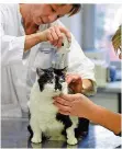  ??  ?? Ihr hilft nur noch Diät-Futter: Tierärztin Petra Kölle (l.) misst Katze Mausi. Ergebnis: rund 6,7 Kilogramm.