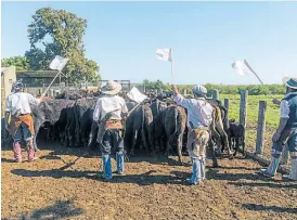  ?? ?? Banderas blancas. Se utilizan para arrear a la hacienda sin estresarla.