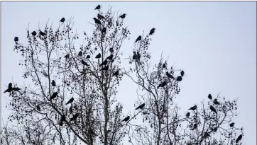  ?? ANDA CHU — STAFF PHOTOGRAPH­ER ?? Crows perch in a tree along Washington Avenue in Sunnyvale on Jan. 7.