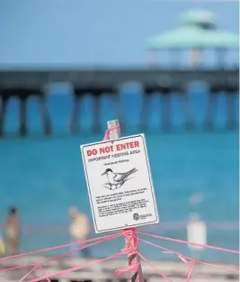  ?? JOHN MCCALL/SOUTH FLORIDA SUN SENTINEL ?? A sign alerts beachgoers Tuesday to be aware of federally protected least terns, which are nesting on Deerfield Beach.