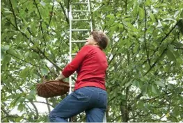  ?? Foto: imago/imagebroke­r ?? Vorsicht auf der Leiter: Bei der Ernte im Baum sollte immer für eine gute Standfesti­gkeit gesorgt sein.