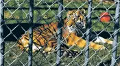  ?? PATRICK DENNIS/THE ADVOCATE VIA AP ?? Tony, a Bengal-Siberian mix, in 2010 at the Tiger Truck Stop in Grosse Tete, La. The tiger was euthanized Monday at age 17.