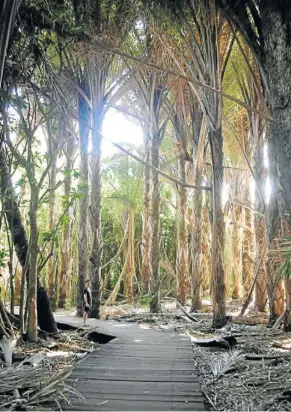  ?? Pictures: JANINE STEPHEN ?? LEAVES CONQUER ALL: In the heart of the raffia palm monument, where humans are dwarfed by trees