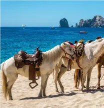  ??  ?? Top row: A vaquero tends to his horses while waiting for tourists, the art of nature on Lovers’ Beach Bottom row: Marina and downtown Cabo San Lucas, the Sea of Cortez