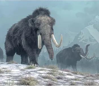  ??  ?? DOOMED: The extinction of the last mammoths was climate-related, says a new study.